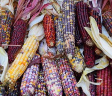 30 Samen bunte Ziermais-Mischung Zea mays japonica Mais