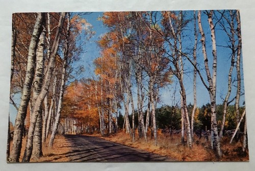 Beautiful Maine Birches. Postcard (Z1) - Picture 1 of 2