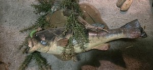 Largemouth Bass Real Skin Mount And Scene