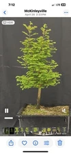 16-Year-Old DawnRedwood.￼bonsai