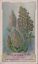 D M Ferry Co Detroit MI Mignonette Red Yellow Flowers On Spikes LQV1