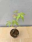 Beautiful Japanese Maple For Mame Or Shohin Bonsai — photo 5