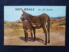 Donkey with Baby "Hot Meals at All Hours" Postcard