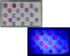 8.46 Cts_Wholesale_100 % Natural Unheated Uv Color Change Hackmanite_Mogok