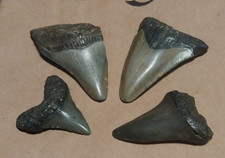 4 Megalodon era fossil shark teeth in the 1 to 1 and 1/2 inch range