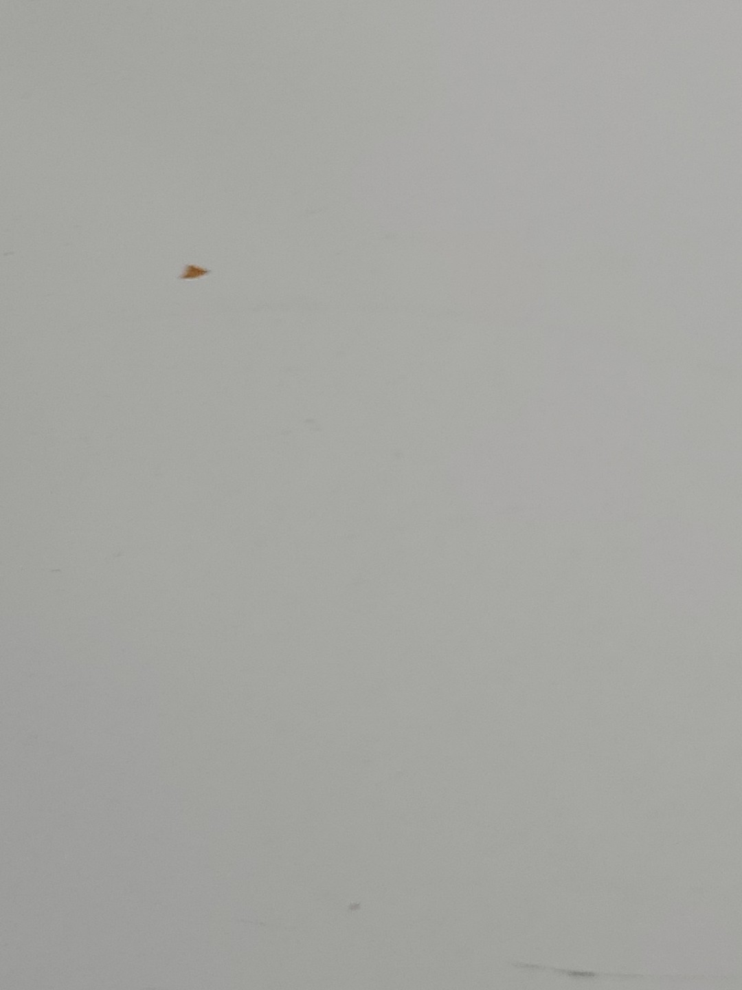 Diff Eyewear Make a Difference Genevive Polarized… - image 12