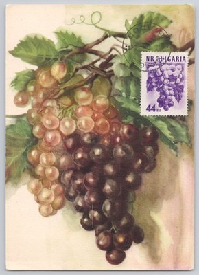 Florence, Italy   Uva (Grapes), chromolith illustration, Casa Editrice   Linen