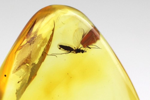Piedra ámbar báltico natural con ARAÑA e insectos DIPTERA inclusión 2,36 gramos - Imagen 3 de 12