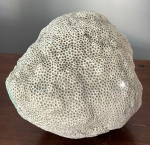 Vtg Natural White Brain Coral Rock Shell Fossil  5 lbs  14 oz  6 1/2" Diameter