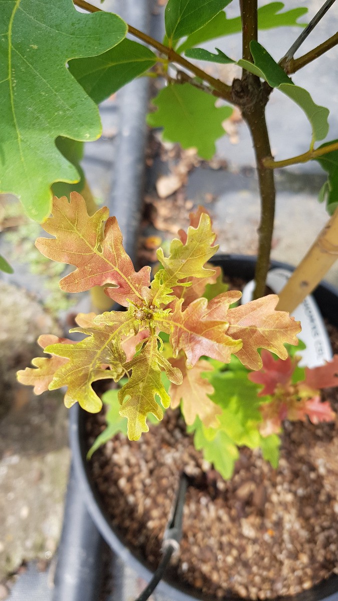Quercus x sargentii Thomas chêne de collection rare pour propriété et parc