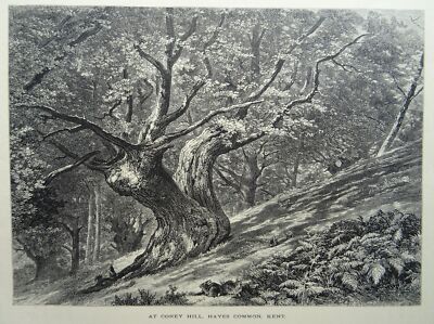 c1886 Druck CONEY HILL - HAYES COMMON aus The Forest Scenery of Great Britain