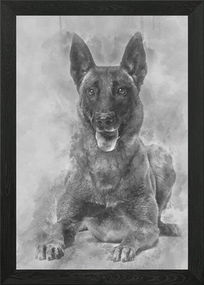 Belgian Shepherd lying aga Framed Wall Art Poster Canvas Print Picture