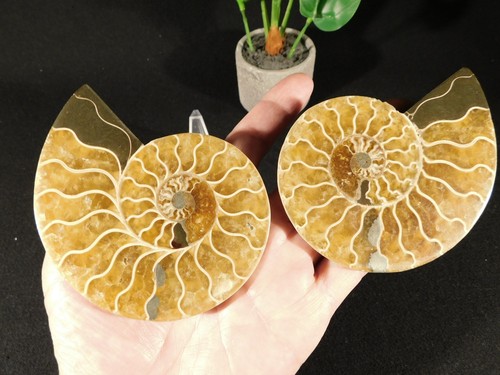 Big! Cleoniceras AMMONITE Fossil 100% Natural SPLIT & Polished Madagascar 263gr - Picture 8 of 12