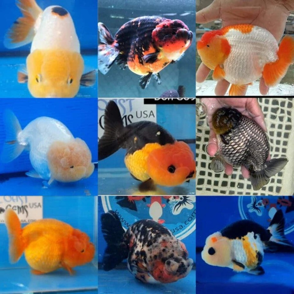 Ranchu Goldfish Live Fish Freshwater Aquarium 2.5-3 Inch Fancy | eBay