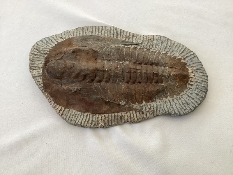 Trilobite Fossel Millions of Years Old Excavated in Morocco 