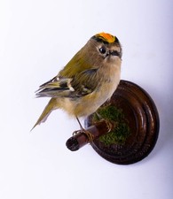 Taxidermy Bird Goldcrest Wall mount Small Real Stuffed Animal Regulus regulus