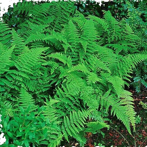 Tree Fern Fiber For Plants 10 Tennessee Ostrich Glade Fern Rhizomes/Root Systems, Matteuccia Fern Seeds