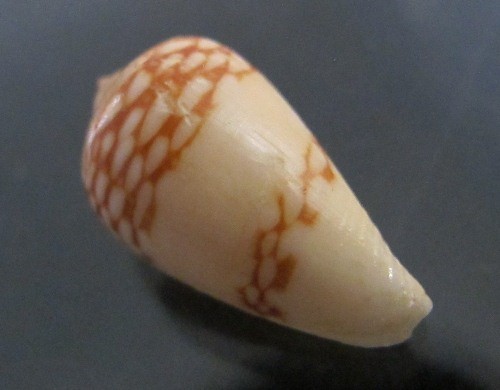 Conus Mercator 27,5 mm F+++ schönes ""Farbmuster WOW!!! - Bild 1 von 5