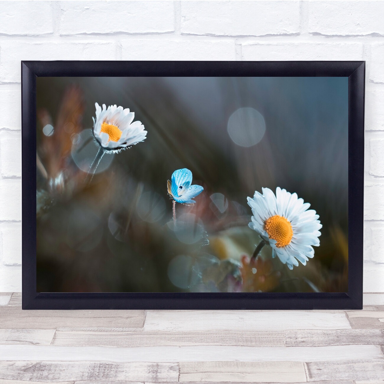 Flower Daisy Flare Macro Dew In Garden Flowers Daisies Bokeh Wall Art Print