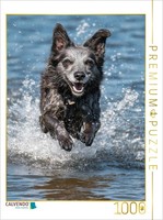 Calvendo Puzzle Splash, Splash—What Fun! | 1000 Pieces, Finished Size 25.2 × 18.