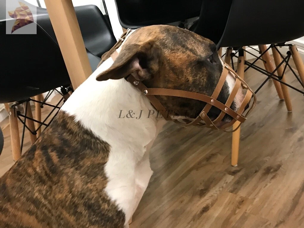 Bull terrier 2025 muzzle australia