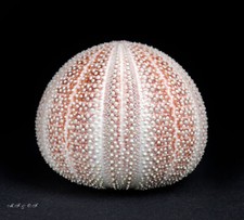 Seeigel, Sea urchin Echinus esculentus 115mm  Nordost-Atlantik