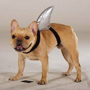 bulldog shark costume
