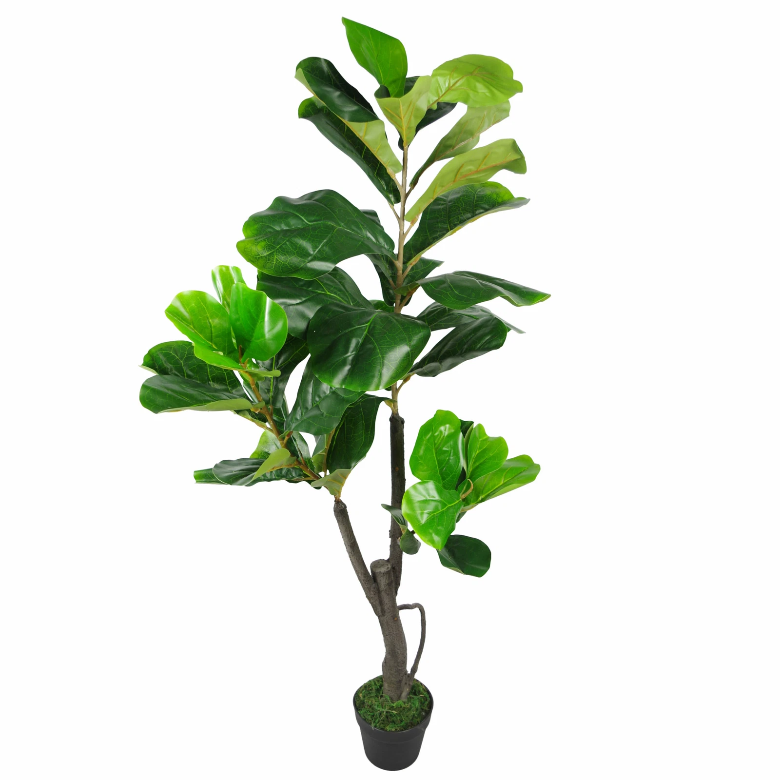 120cm (4ft) Fiddle Fig - 7252
