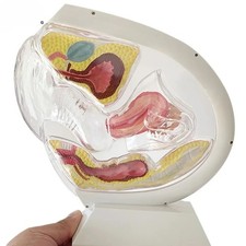 Medical Female Transparent Uterus Model Gynecological Demonstration Education