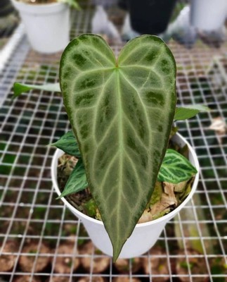 Anthurium Silver Chrome x Warocqueanum Free Phytosanitary Certificate | eBay