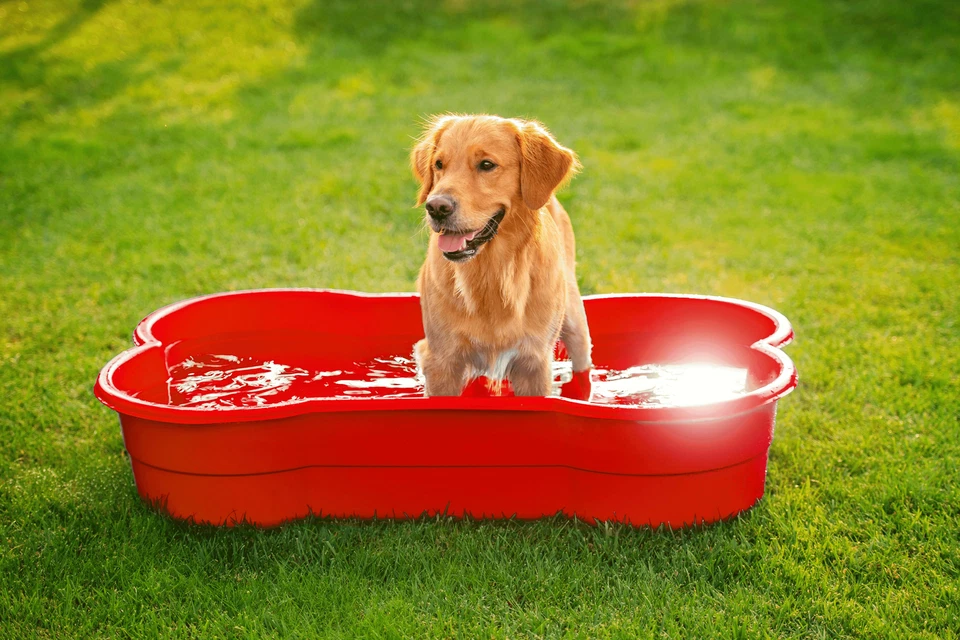 DogsLand Hundepool in Knochenform - 120 cm, rot, für große und kleine Hunde, bis - Bild 2 von 4