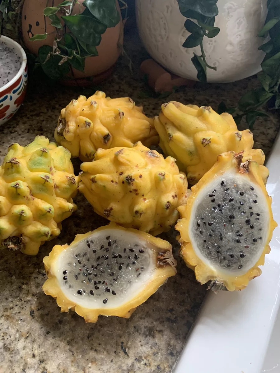 11 of The Best Dragon Fruit (Pitaya) Cultivars