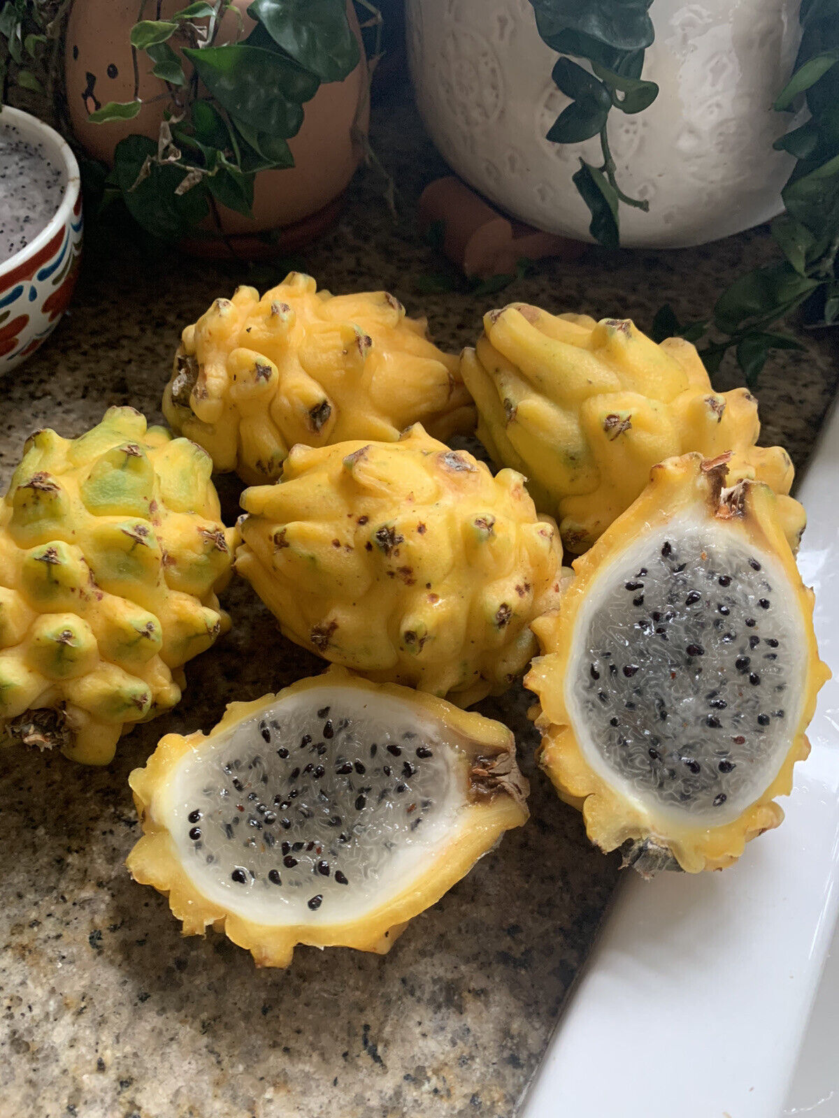 Dragon Fruit - Hylocereus triangularis – Smart Seeds Emporium