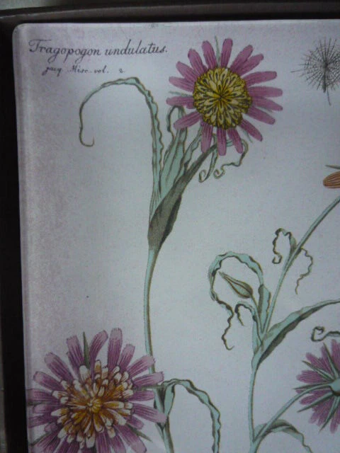 Fringe Studio Glass tray Tragopogon undulatus Plant flower - Image 3 of 4