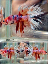 Male Betta Live Fish - Koi Crown Tail Galaxy Halfmoon - FM116 - High Quality A++