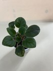 Blanch Holt, African Violet Plant, Standard, Vintage !! — photo 3