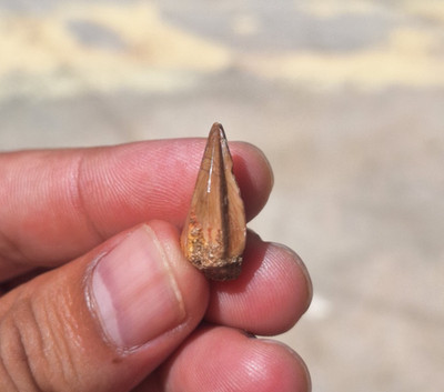 Extremely Rare Tooth Stelladens mysteriosus Unique Mosasaur Species Cretaceous