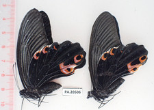 PA20506. Unmounted butterflies: Papilio sp. North Vietnam. New area!!!!!!!!!