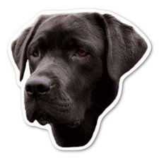 (Black) Labrador Retriever Magnet