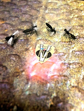 4 V Fly Size 12 Ultimate RV Super Aero Hawthorn Dry Trout Flies