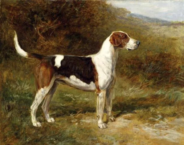 Oil painting Heywood Hardy Sunshine a Foxhound of the Quorn dog