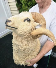 Rams Head Taxidermy Shoulder Mount