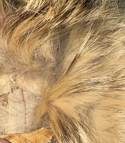 Vtg Fur Vest Creations Marcel Fourrure Montreal Lined Mob Wife Luxury Flaw Read - Picture 14 of 18
