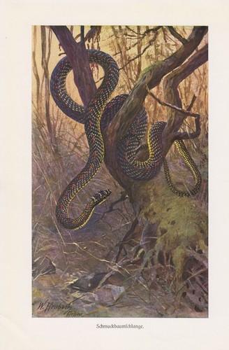 Schmuckbaumnattern (Chrysopelea) Baumschlange Schlange Snake Farbdruck 1912