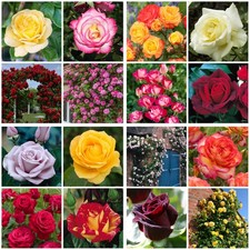 ⭐️⭐️⭐️⭐⭐️22 ROSE GARDEN PLANTS-From Stunning Shrub to Climbing Roses-Bare Roots