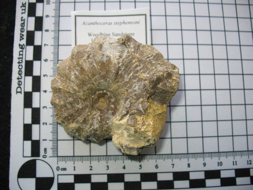 Cretaceous ammonite Acanthoceras stephensoni Woodbine Sandstone Texas #5 - Picture 7 of 7