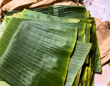 Fresh Banana Leaves 2 Lb Naturally Grown Pesticide-Free Handpicked