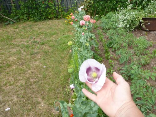 Lila Mohn Samen 🌸, 100+ Samen aus dem eigenen Garten 🌼 - Bild 3 von 9
