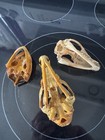 Vintage Real Animal Skulls (3) Oddities Taxidermy  — photo 6