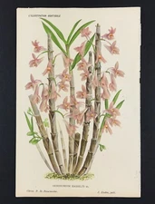 Orchid Spinach Dendrobium Hasselti Linden 1885 Original Botanical Print